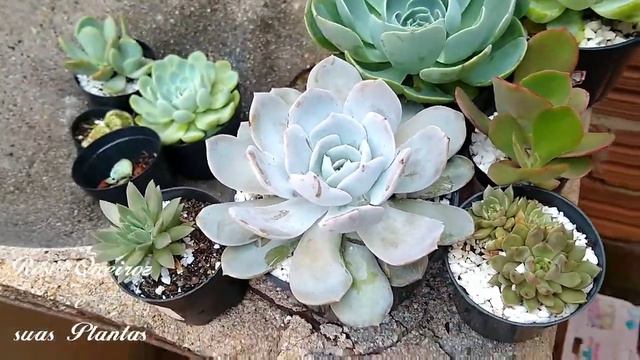 Suculentas pé de flor 4 #Plantas de meia sombra #Ascleps #Compras смотреть онлайн