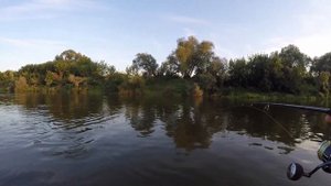 Жерех на ZipBaits Rigge Flat 70S  р. ОКА