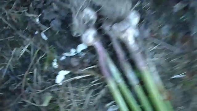 КАК ВЫРАСТИТЬ КРУПНЫЙ ЧЕСНОК. ГЛАВНЫЙ СЕКРЕТ ХОРОШЕГО УРОЖАЯ ОЗИМОГО ЧЕСНОКА. смотреть онлайн