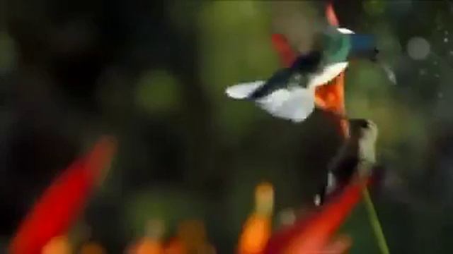 Капля росы. Цветы. Колибри смотреть онлайн