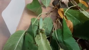 Валерка друг Кузя насекомое богомол