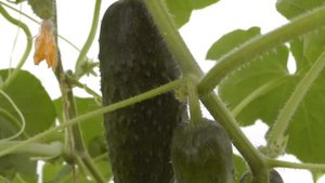 Теплица из поликарбоната – 5 лет эксплуатации. Обзор и отзыв