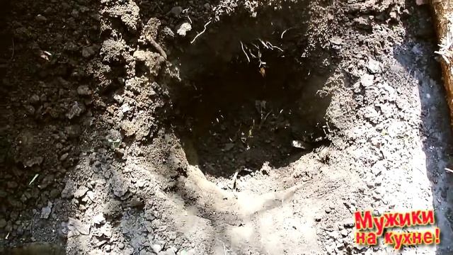 Выращивание вешенки на пнях /// Часть 1.