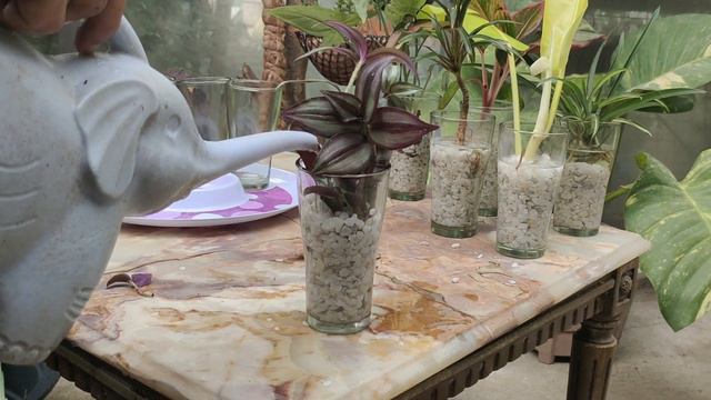 HOUSEPLANTS THAT CAN LIVE IN A GLASS OF WATER | TOP 10 SUGGESTIONS смотреть онлайн