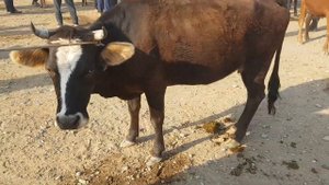 ОЛТИАРИҚ ЖУМА МОЛ БОЗОРИ