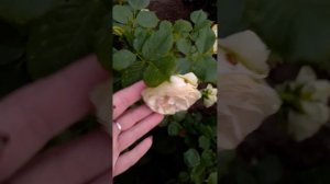 Розы: Леонардо да Винчи, Аскот, Бриоза, Розоман Жанон и другие сорта. Цветение 10 июня 2023 года