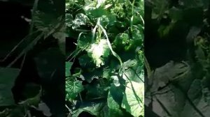 Грядка на целине без перекопки. Опыт выращивания. Без картона!!! Очень просто!