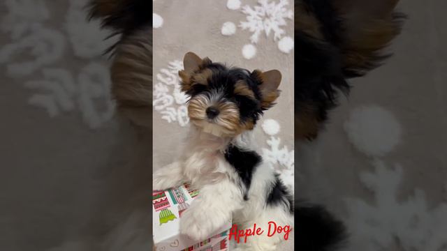 Яркая девочка бивер Раффаэлка 2.5 мес Продается‼️#щенок #biewer #puppy #бивер #йорк