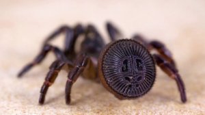 📢 10 Самых поразительных пауков в мире