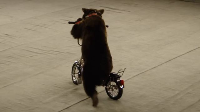 Bears on a bicycle went. Bears went on a bike. Ехали медведи на велосипеде.