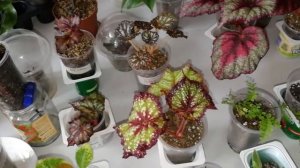 Комнатные растения на фитильный полив.