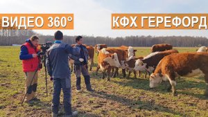 Видео в формате 360°. Содержании КРС в КФХ Герефорд. Фермер Дмитрий Коломиец.