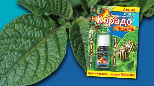 Корадо — жука победил! 5 секунд смотреть онлайн