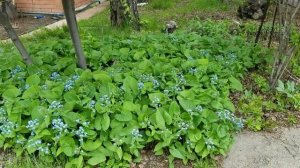 Садовый декор. Украшение на даче.