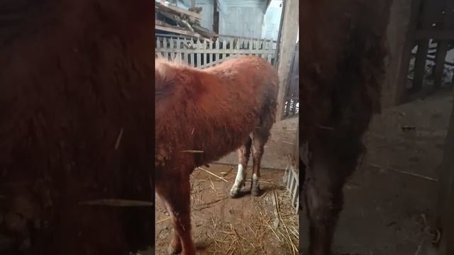 жетім құлынды асырау. смотреть онлайн