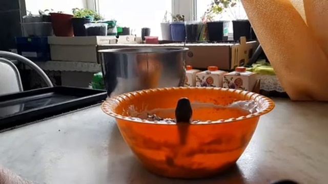 Шоколадно-творожный пирог. смотреть онлайн