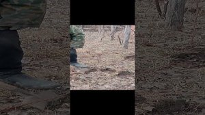 прививание деревьев