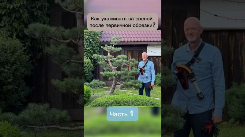 Как ухаживать за сосной после первичной обрезки. Часть 1. #бонсай #bonsai #ниваки #хвойные #сад