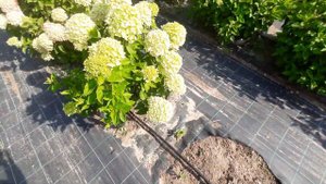 Гортензия метельчатая Литл Лайм