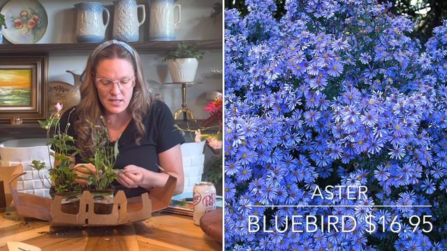 PLANT UNBOXING From Bluestone Perennials 🌺 || Perennial Garden || Online Plant Haul 2022 || Zone 8 смотреть онлайн