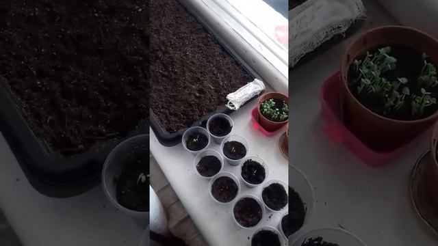 Первый опыт выращивания лука, салата смотреть онлайн