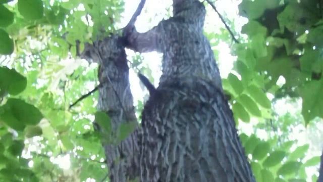 Большой маньчжурский орех в лесу Ленинградской области. смотреть онлайн