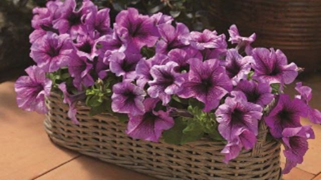 купить семена цветов петунии+ смотреть онлайн