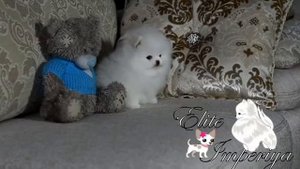 Белый померанский карликовый шпиц.  www.elitdog.com