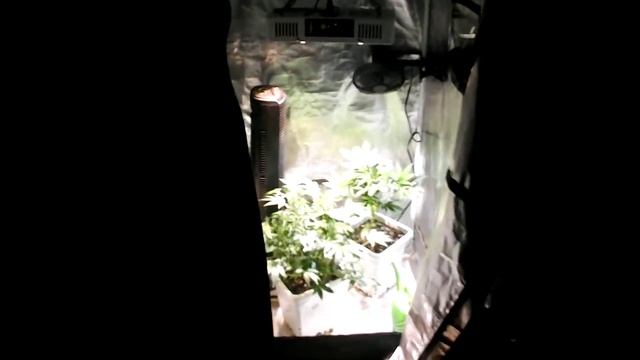NukeHeads Flower Power Package Grow First Timer смотреть онлайн