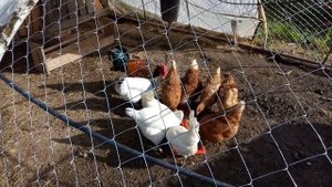 Кормление кур.