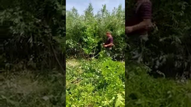 работа кусторезом stihl 560 смотреть онлайн