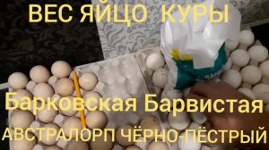 Взвешивание яйцо.Барковская Барвистая и Австралорп чёрно-пёстрый.