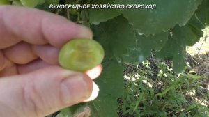 Как выглядит белая гниль на ягодах винограда