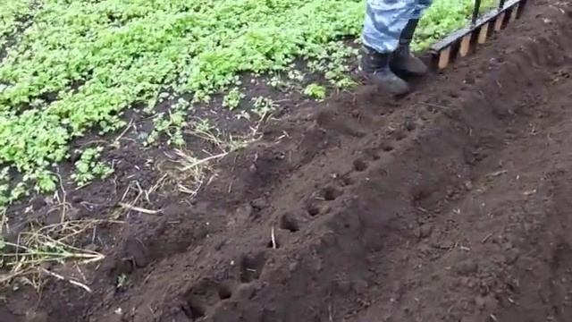 Мой помощник мотоблок-Гребни,Маркер,Лук,Чеснок. смотреть онлайн