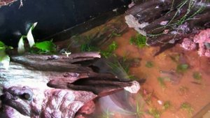 Акваскейп 300 литров.Посадка растений, залив воды.Часть 2.