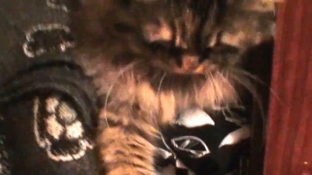 Феня, выходи из шкафа! смотреть онлайн