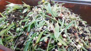 Выгонка тюльпанов. Уборка теплицы. К 8 марта готовы!!!!!