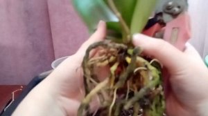 Как правильно пересадить орхидею в домашних условиях