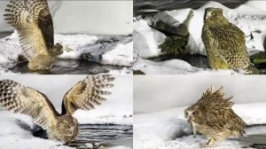 РЫБНЫЙ ФИЛИН - Дальневосточный рыболов