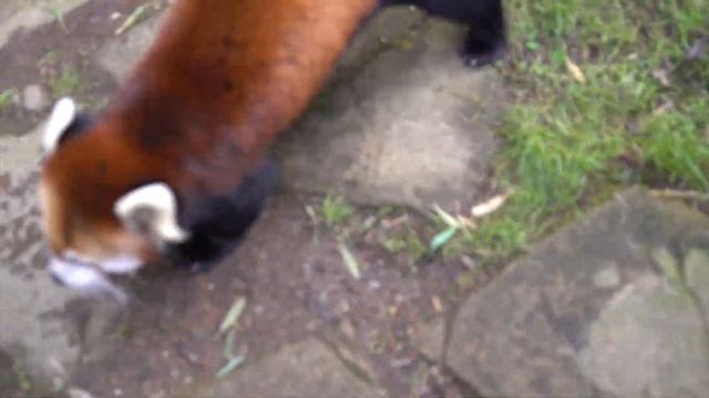 Red Panda Cub Pabu's Best Pounces Of All Time смотреть онлайн