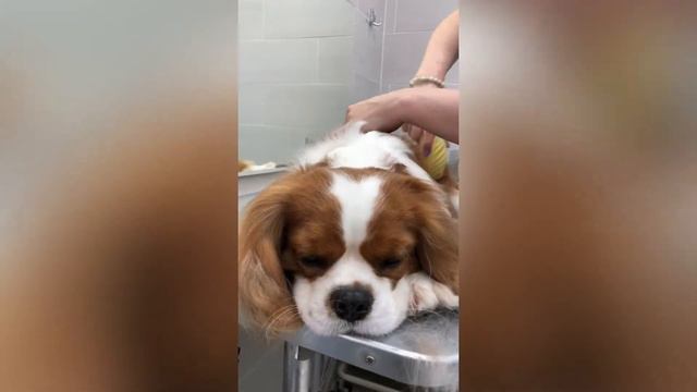 Щетка для линьки смотреть онлайн