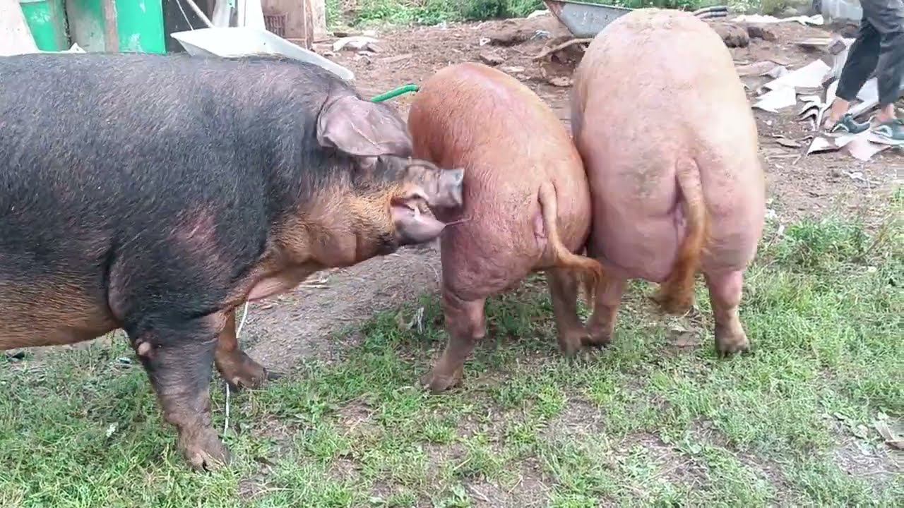 Свиньи устроили беспредел!) смотреть онлайн