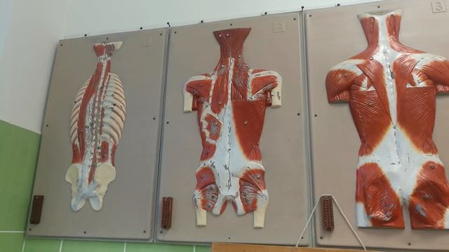 Анатомия 20.11.18 - Мышцы Спины смотреть онлайн