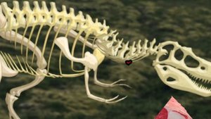 Study dinosaur bone fossils | dinosaur bone collection | What did the dinosaurs eat? | 공룡의 뼈 화석 모음집