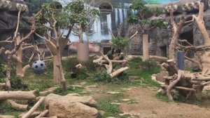 Ленивые панды в зоопарке в Макао