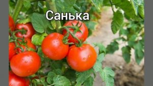 Детерминантные ранние и ультраранние сорта помидоров для теплицы