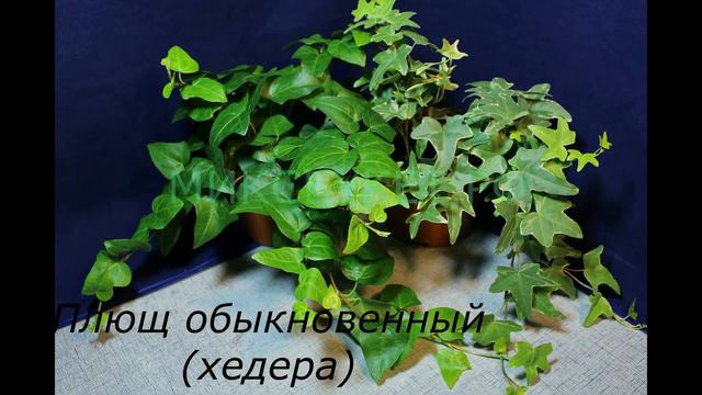 "АМПЕЛЬНЫЕ РАСТЕНИЯ" ЮНЫЙ ЦВЕТОВОД