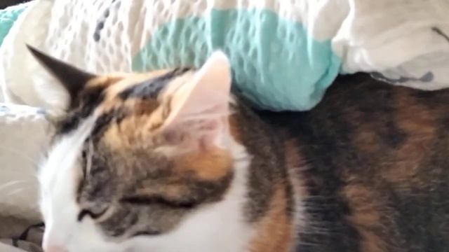 Будильничек 😼🤪Разбудила настучав по голове хвостом 🙄🫤🐱😄 смотреть онлайн