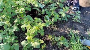 Малина.Размножение крапивкой.