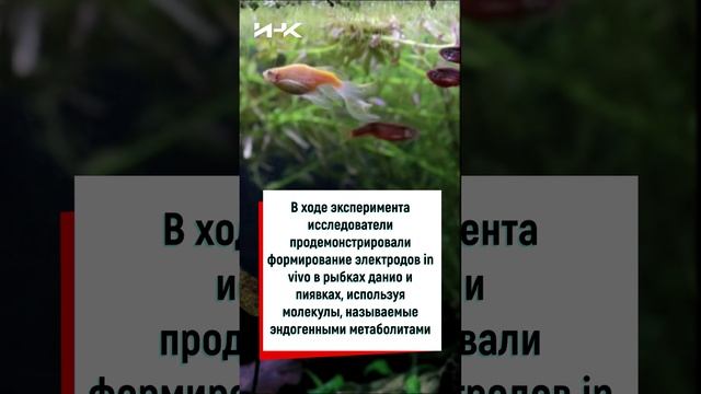 Внутри живых существ вырастили электроды, наука, исследования, чудеса науки, новости науки, #shorts